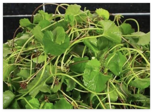 Rau Ma, Centella Asiatica Seeds, Gotu Kola Indian Pennywort Brahmi