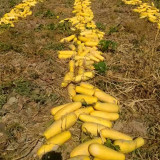 Seed-used Zucchini Seeds – High Yield, Easy to Grow, Strong Vigor, Versatile Uses, Ideal for Commercial Growing