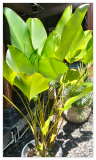 Cigar Calathea Seeds