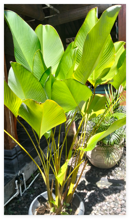 Cigar Calathea Seeds