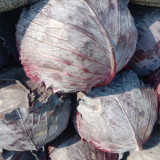 Zifeng Purple Cabbage Seeds – High Yield, Easy to Grow, Crack-Resistant Head, for Pigment Extraction