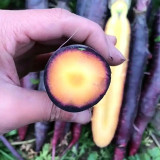 Purple Skin Yellow Flesh Carrot Seeds - Easy to Grow, High Sweetness, Crispy Texture, Perfect for Juicing and Raw Eating