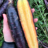 Purple Skin Yellow Flesh Carrot Seeds - Easy to Grow, High Sweetness, Crispy Texture, Perfect for Juicing and Raw Eating
