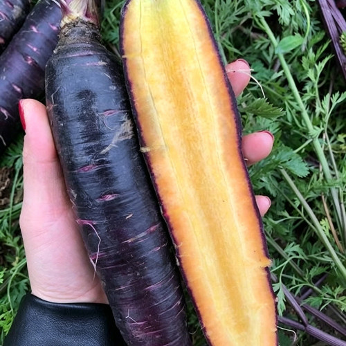 Purple Skin Yellow Flesh Carrot Seeds - Easy to Grow, High Sweetness, Crispy Texture, Perfect for Juicing and Raw Eating