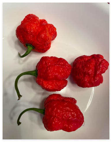 Armageddon Pepper Seeds Super Hot Open Pollinated Non GMO