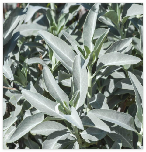 White Sage Seeds Organic Herbs Salvia Apiana Medicinal Rare Perennial