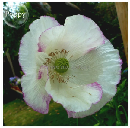 Rare Beautiful White Poppy Flowers Seeds with little red spots