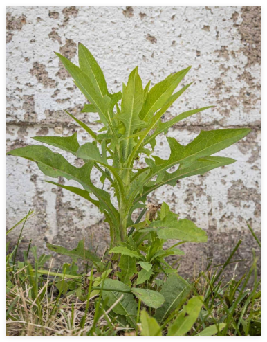 Wild Lettuce Seeds(LactucaVirosa) Medicinal Edible Plant .Mi. Grown Seeds