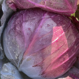 Zifeng Purple Cabbage Seeds – High Yield, Easy to Grow, Crack-Resistant Head, for Pigment Extraction