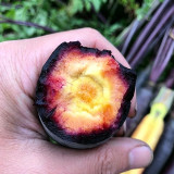 Purple Skin Yellow Flesh Carrot Seeds - Easy to Grow, High Sweetness, Crispy Texture, Perfect for Juicing and Raw Eating