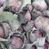 Zifeng Purple Cabbage Seeds – High Yield, Easy to Grow, Crack-Resistant Head, for Pigment Extraction