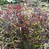 Fine-Leaf Purple Mustard Seeds – Easy to grow and manage, fast growing, suitable for all growers