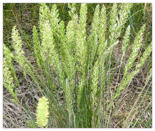 Prairie JUNEGRASS Koeleria Cristata Seeds