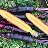 Purple Skin Yellow Flesh Carrot Seeds - Easy to Grow, High Sweetness, Crispy Texture, Perfect for Juicing and Raw Eating