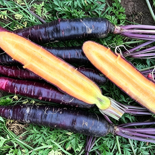 Purple Skin Yellow Flesh Carrot Seeds - Easy to Grow, High Sweetness, Crispy Texture, Perfect for Juicing and Raw Eating