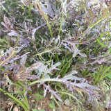 Fine-Leaf Purple Mustard Seeds – Easy to grow and manage, fast growing, suitable for all growers
