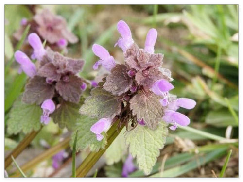 Purple Dead Nettle Seeds (Lamium purpureum)