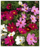 Dwarf Cosmos Seed Mix, Short & Compact, Colorful