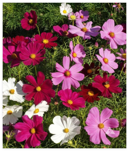 Dwarf Cosmos Seed Mix, Short & Compact, Colorful
