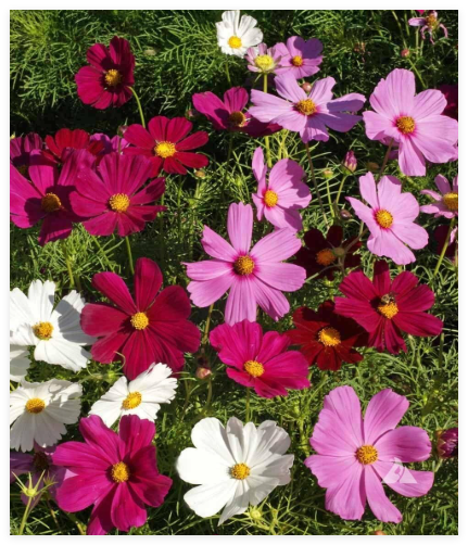 Dwarf Cosmos Seed Mix, Short & Compact, Colorful