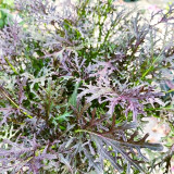 Fine-Leaf Purple Mustard Seeds – Easy to grow and manage, fast growing, suitable for all growers