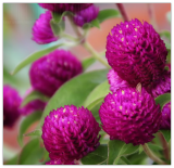 Gomphrena Globosa - Purple Seed