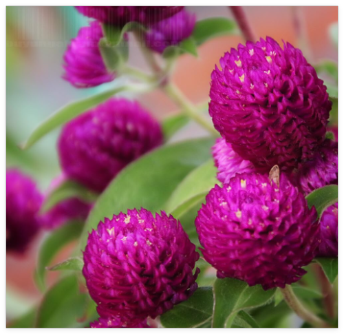 Gomphrena Globosa - Purple Seed
