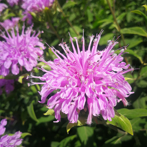 Hezhichun Bee Balm Seeds – Monarda didyma, Perennial Herb with Fragrant Leaves for Gardens & Woodlands