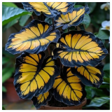 Sunburst Calathea Seeds