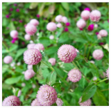 Frosty Pink Globe Amaranth Gomphrena Seeds Organic