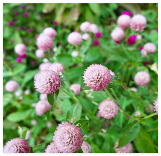 Frosty Pink Globe Amaranth Gomphrena Seeds Organic