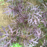 Fine-Leaf Purple Mustard Seeds – Easy to grow and manage, fast growing, suitable for all growers