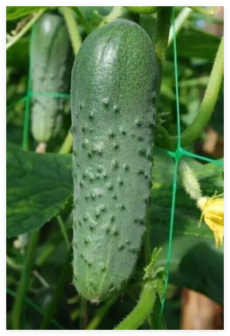 Cucumber Masha Seeds F1 Rare, Very Productive, Disease Resistant
