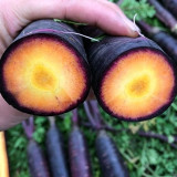 Purple Skin Yellow Flesh Carrot Seeds - Easy to Grow, High Sweetness, Crispy Texture, Perfect for Juicing and Raw Eating