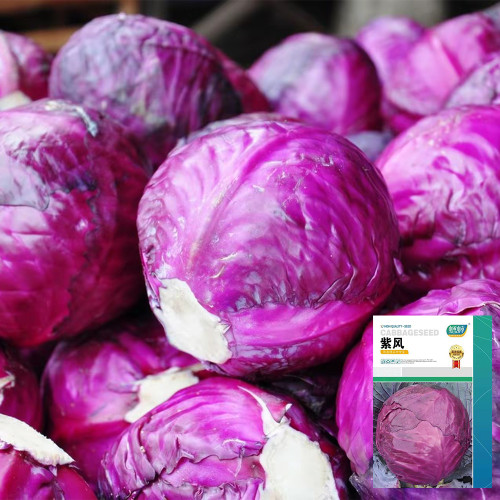 Zifeng Purple Cabbage Seeds – High Yield, Easy to Grow, Crack-Resistant Head, for Pigment Extraction
