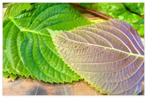 Korean Shiso Herb Seeds (Perilla) – – Warm Season Annual by Mai's Family