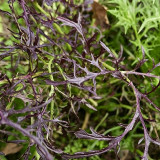 Fine-Leaf Purple Mustard Seeds – Easy to grow and manage, fast growing, suitable for all growers