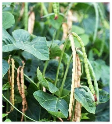 Seeds Blackeye Pea Black Eye Eyed Southern Cow Peas Heirloom Beans