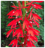 Cardinal Flower Seeds - Bright Red Blooms, Native Perennial