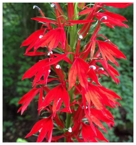Cardinal Flower Seeds - Bright Red Blooms, Native Perennial