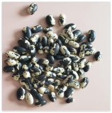 Bean, Calypso (Orca) Seeds, Bush, Heirloom Vegetable (Phaseolus vulgaris)