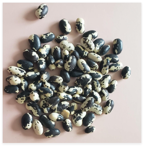 Bean, Calypso (Orca) Seeds, Bush, Heirloom Vegetable (Phaseolus vulgaris)