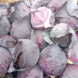 Zifeng Purple Cabbage Seeds – High Yield, Easy to Grow, Crack-Resistant Head, for Pigment Extraction