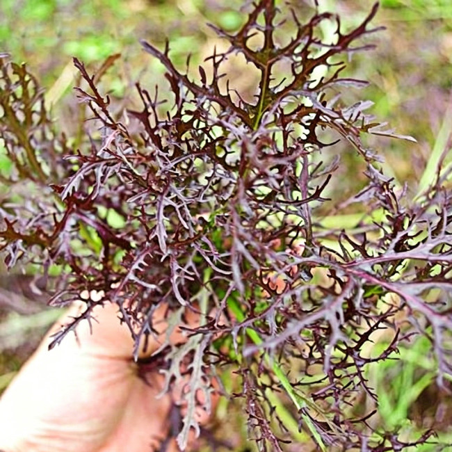 Fine-Leaf Purple Mustard Seeds – Easy to grow and manage, fast growing, suitable for all growers