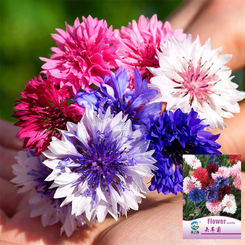 Hezhichun Mixed Color Cornflower Seeds – Annual & Biennial Upright Ornamental, for Garden Plant