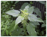 Stinging Nettle Seeds - Urtica Dioica - Medicinal Plant - Deer Resistant