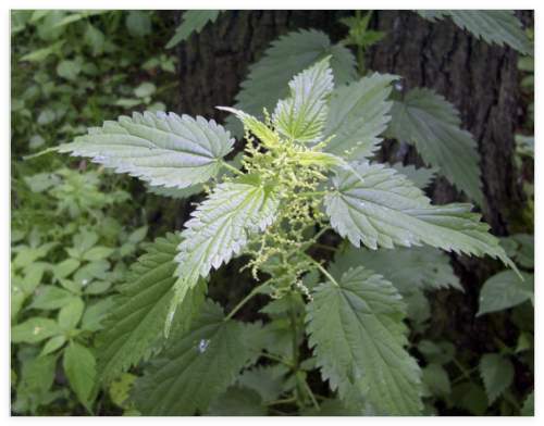 Stinging Nettle Seeds - Urtica Dioica - Medicinal Plant - Deer Resistant