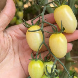 White Jade Cherry Tomato Seeds - Unique Tomato Variety, Easy to Grow, Great Taste, Ideal for Home Gardening