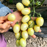 White Jade Cherry Tomato Seeds - Unique Tomato Variety, Easy to Grow, Great Taste, Ideal for Home Gardening