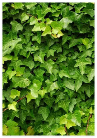 English Ivy (Hedera Helix) Seeds